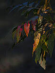 Click to see Y-DP-0028-EDT.JPG