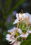 Click to see Y-DP-0034-EDT.JPG