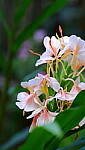 Click to see Y-DP-0034.JPG