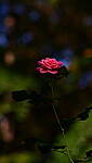 Click to see Y-DP-0039.JPG