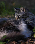 Click to see Y-DP-0048-EDT.JPG