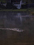 Click to see Y-DP-0059-EDT.JPG