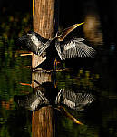 Click to see Y-200mm-5811-EDT.JPG