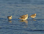 Click to see Y-200mm-5865-EDT.JPG