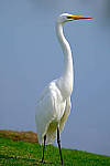 Click to see Y-200mm-6050-EDT.JPG
