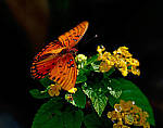 Click to see Y-200mm-6077-EDT.JPG