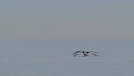 Click to see Y-200mm-6267-EDT.JPG