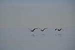 Click to see Y-200mm-6301.JPG