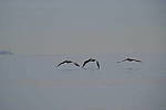 Click to see Y-200mm-6303.JPG