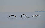 Click to see Y-200mm-6304-EDT.JPG