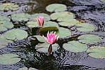 Click to see Y-EH-DSCF2537.JPG