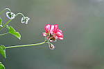 Click to see Y-WB-DSCF3257.JPG