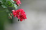 Click to see Y-WB-DSCF3262.JPG