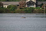 Click to see Y-WB-DSCF3309.JPG