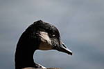 Click to see Y-WB-DSCF3385.JPG