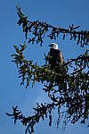 Click to see Y-WB-DSCF3471.JPG