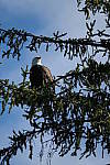 Click to see Y-WB-DSCF3488.JPG