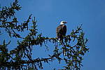 Click to see Y-WB-DSCF3582.JPG