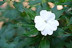 Click to see Y-WB-DSCF4196.JPG