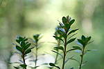 Click to see Y-WB-DSCF4197.JPG