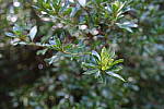 Click to see Y-WB-DSCF4215.JPG