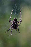 Click to see Y-WB-DSCF4244.JPG