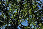 Click to see Y-WB-DSCF4409.JPG