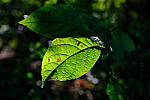 Click to see Y-WB-DSCF4436.JPG