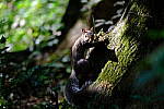 Click to see Y-WB-DSCF4452.JPG