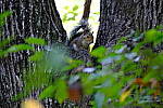 Click to see Y-WB-DSCF4489.JPG