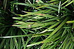 Click to see Y-BETA-DSCF1265.JPG