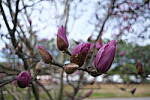 Click to see Y-BETA-DSCF1326.JPG