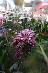 Click to see Y-BETA-DSCF1371.JPG
