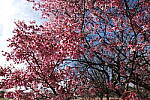 Click to see Y-BETA-DSCF1413.JPG
