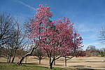 Click to see Y-BETA-DSCF1417.JPG