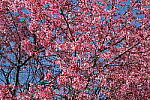 Click to see Y-BETA-DSCF1421.JPG