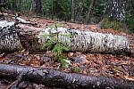 Click to see Y-JG-FUJIXF16F2-8-0841.JPG