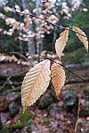 Click to see Y-JG-FUJIXF16F2-8-0847.JPG