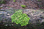Click to see Y-JG-FUJIXF16F2-8-0874.JPG
