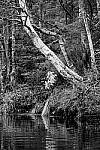 Click to see Y-JG-X-T30-0605-MOD.JPG