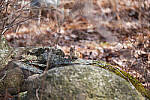Click to see Y-JG-X-T30-0610-MOD.JPG