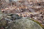 Click to see Y-JG-X-T30-0610.JPG