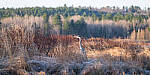 Click to see Y-JG-X-T30-0711-MOD.JPG