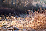 Click to see Y-JG-X-T30-0712-MOD.JPG