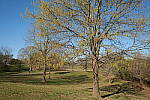 Click to see Y-WB-DSCF0051.JPG