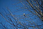 Click to see Y-WB-DSCF0078.JPG