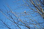 Click to see Y-WB-DSCF0081.JPG