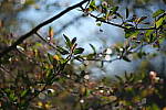 Click to see Y-WB-DSCF0095.JPG