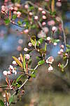 Click to see Y-WB-DSCF0100.JPG
