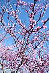 Click to see Y-WB-DSCF0144.JPG